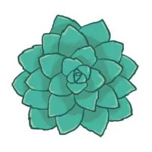 Succulent