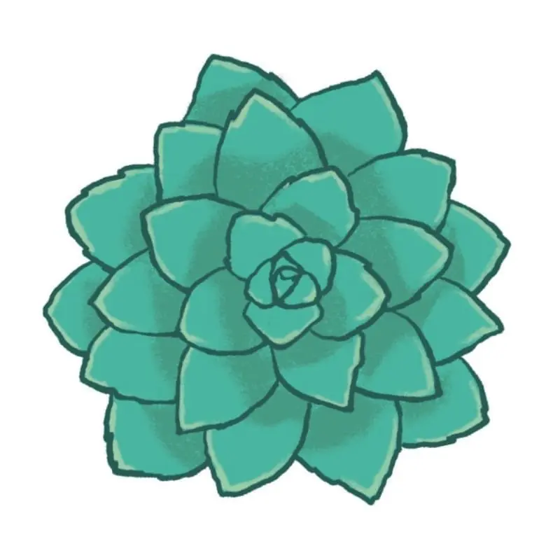 Succulent
