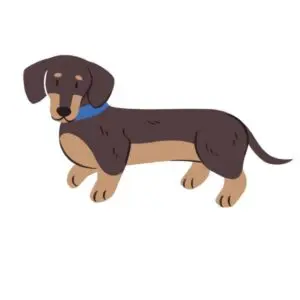 Dachshund