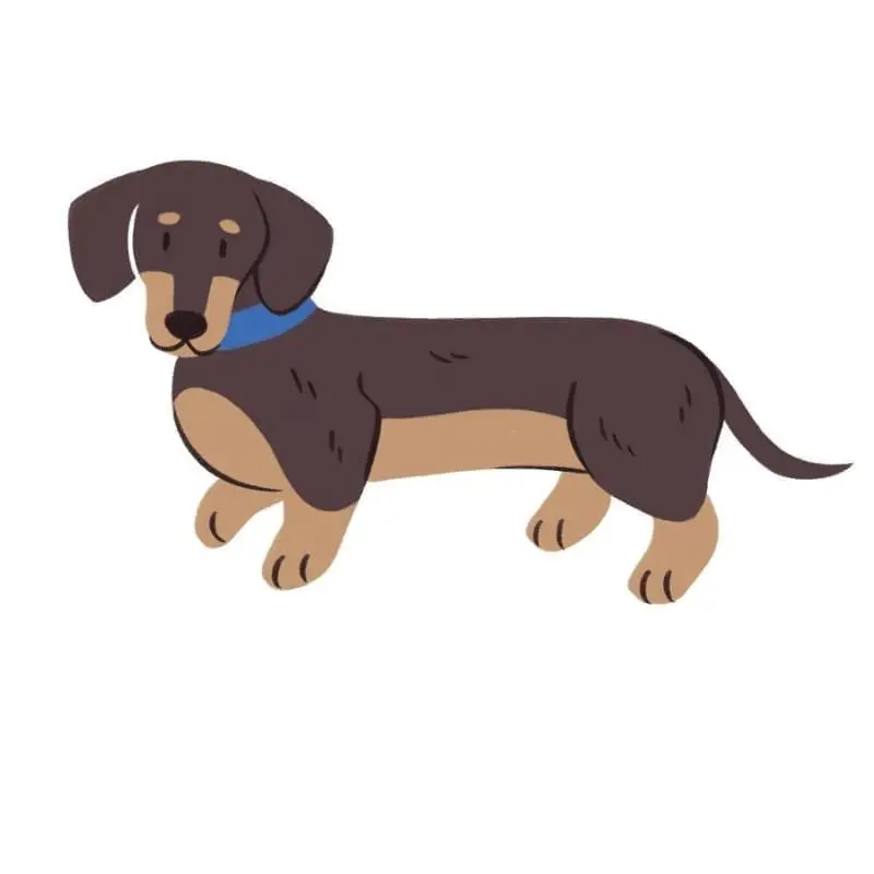 Dachshund