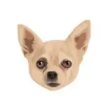 Dog 1