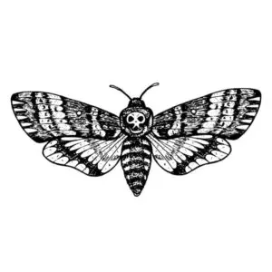 Death's-Head Moth