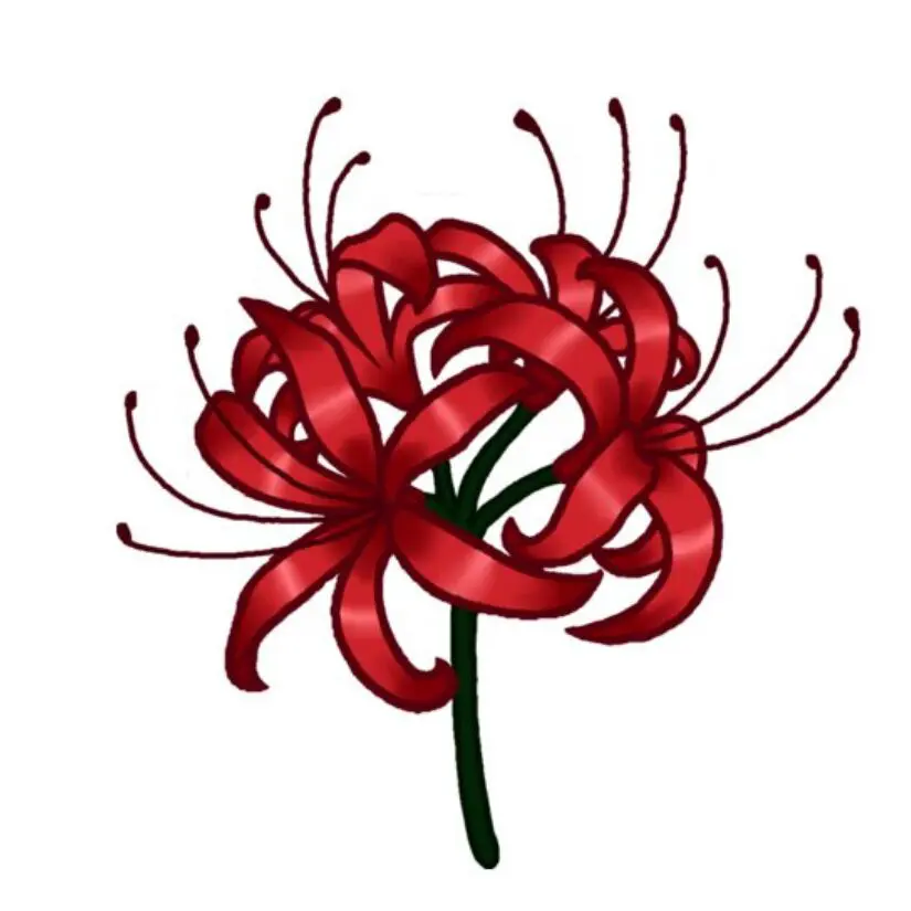 A detailed temporary tattoo design of a blooming Red Spider Lily (Higanbana). The flower features numerous detailed, crimson-red petals curled outward, balanced by long, delicate, matching tendrils and stamens radiating from the center. It has a high-definition illustrative watercolor style with rich gradients and deep greens in the stem. The organic, sprawling design is isolated against a clean background, clearly showing its complex contour shape.
