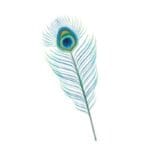 Peacock Feather