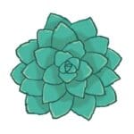 Succulent