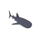 Whale Shark