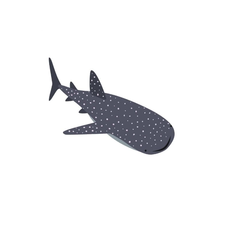 Whale Shark