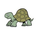 Tortoise
