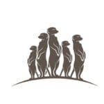 Meerkats