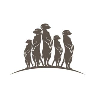 Meerkats