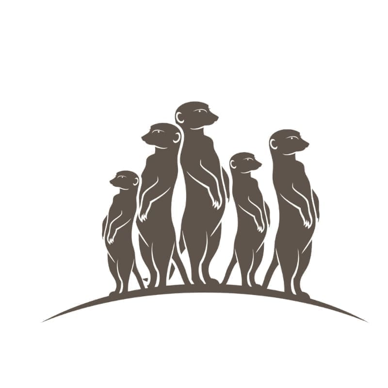 Meerkats