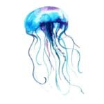Jelly Fish