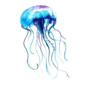 Jelly Fish