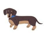 Dachshund