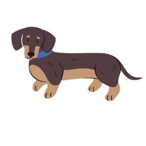 Dachshund