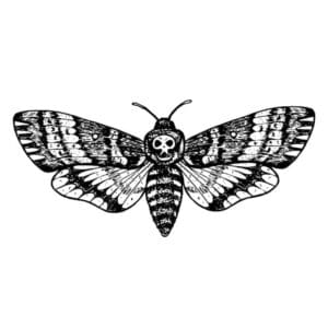 Death's-Head Moth