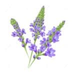 Vervain - The Vampire Diaries